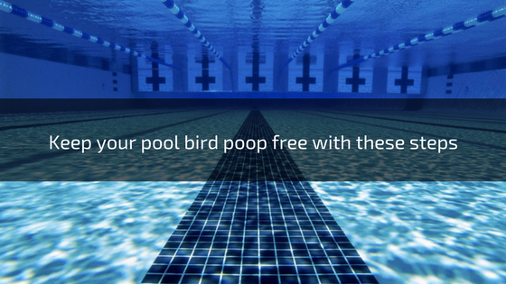 how to keep birds away from swimming pool troubleshooting pools