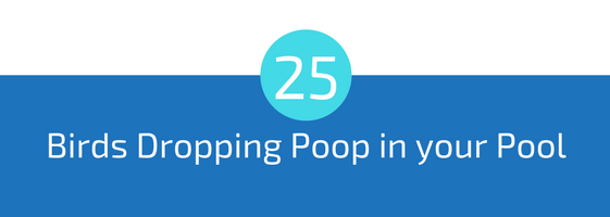 keep birds from pooping in your pool troubleshooting pools guide 25 most common pool water problems