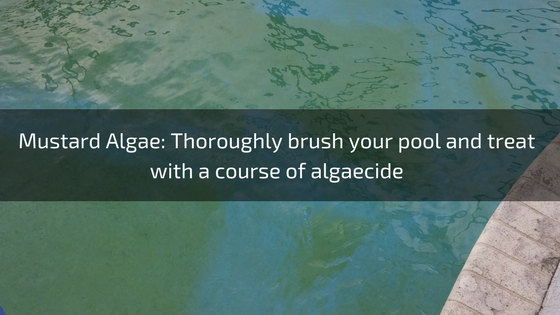 mustard algae troubleshooting pools guide 25 most common pool water problems ultimate how to step by step
